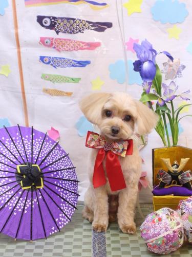 20240515ショコラくん